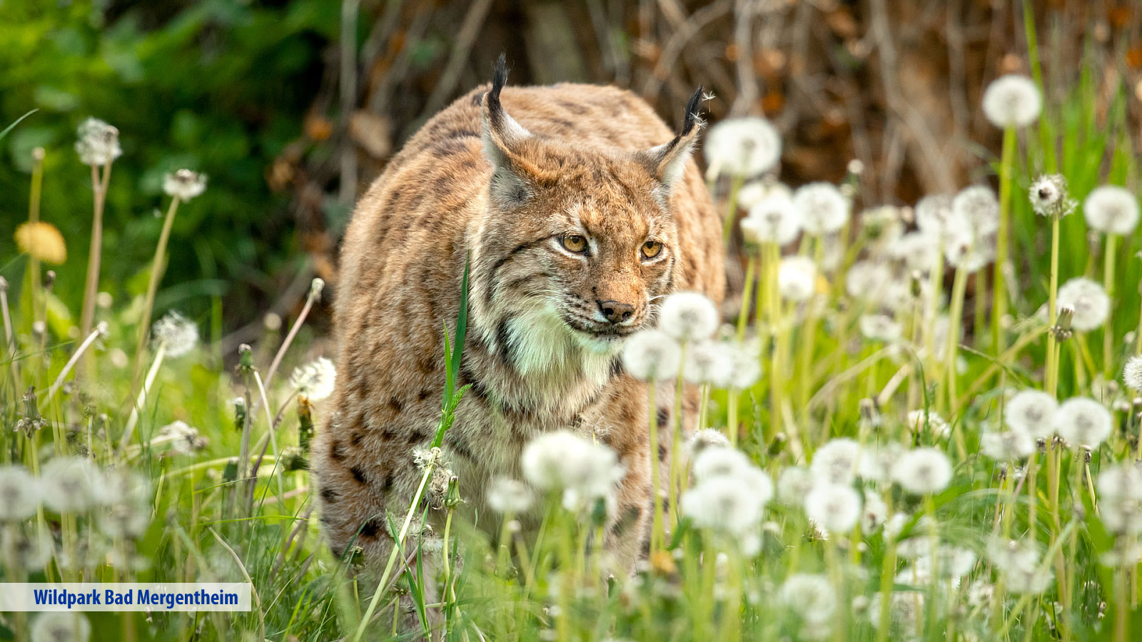 Hotel Edelfinger Hof