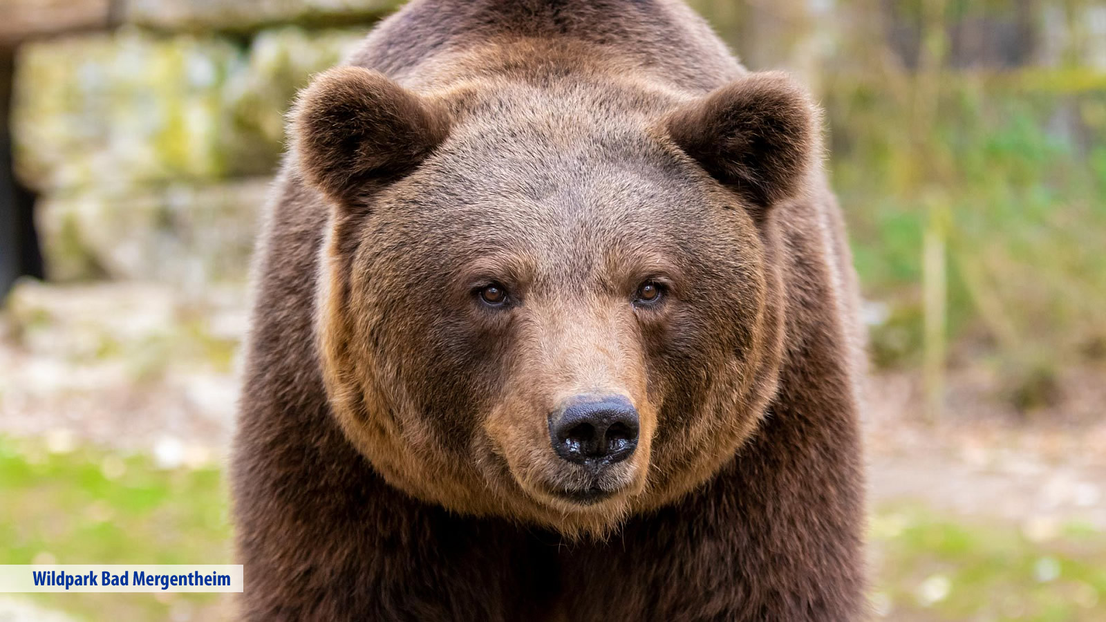 Hotel Edelfinger Hof