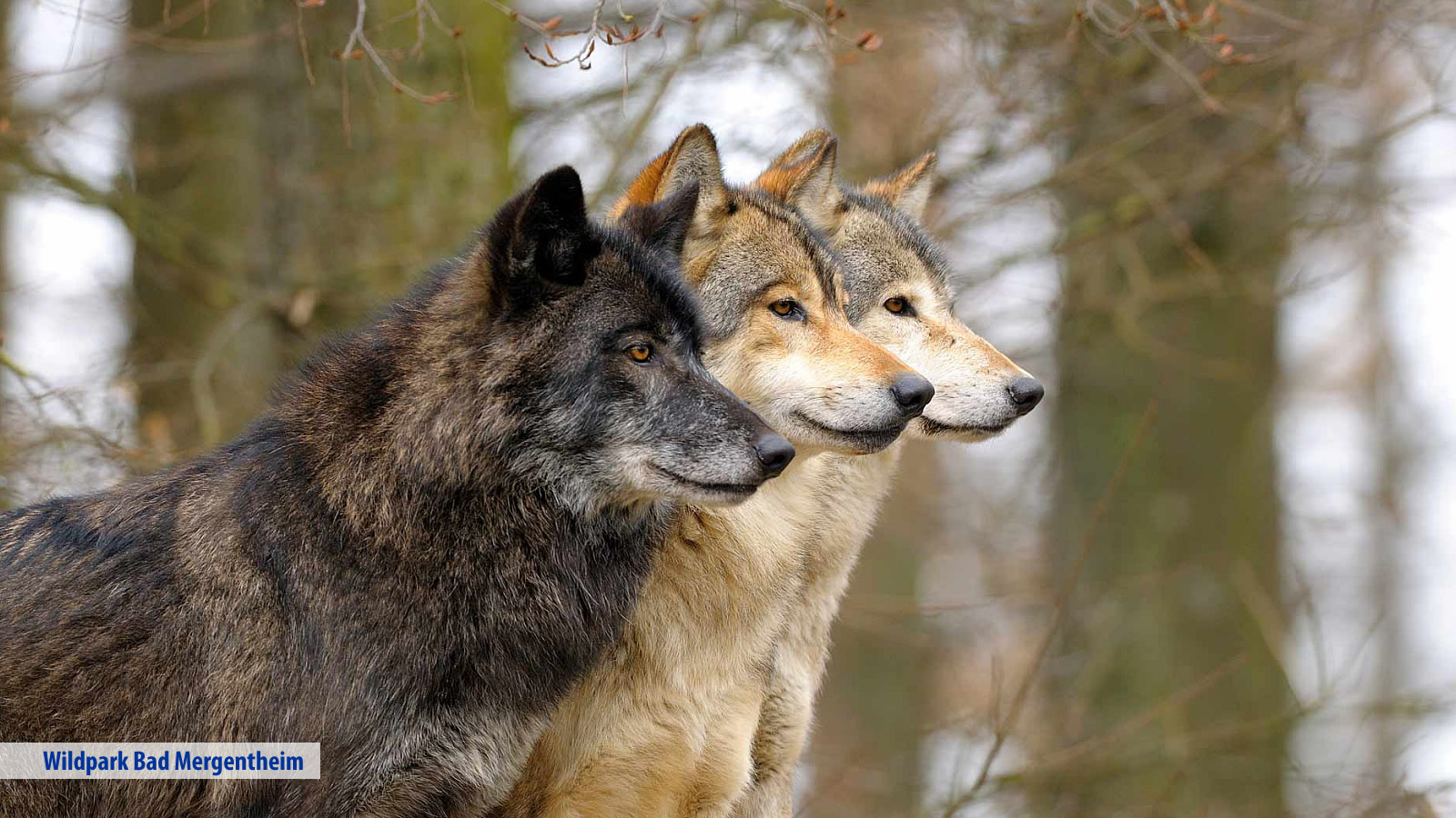 Hotel Edelfinger Hof