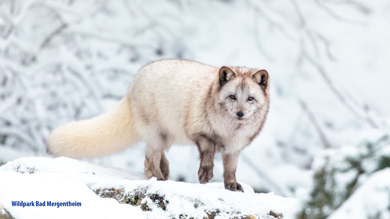 Hotel Edelfinger Hof