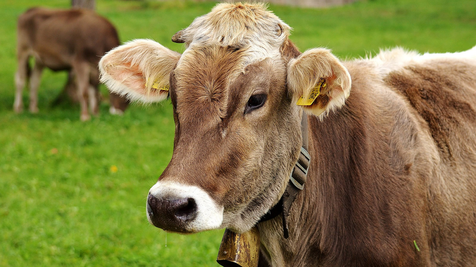 DIE GAMS Hotel Restaurant